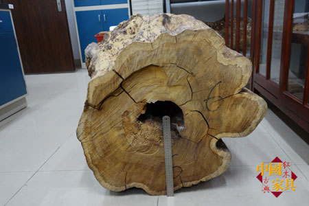 2華南農(nóng)大種植的黃花梨倒下時(shí)壽命80年，胸徑79厘米，邊材只有3厘米