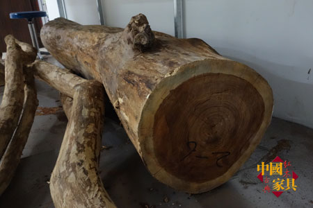 3人工種植的黃花梨的心材